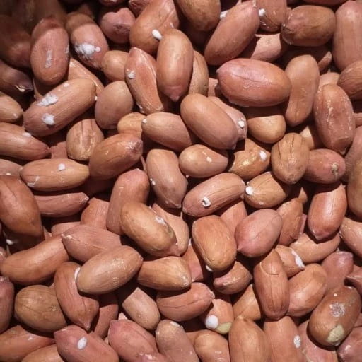 تصویر 3 از خرید بادام زمینی آستانه اشرفیه قیمت فروش استثنائی